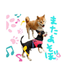 チワピン（小太郎）と柴犬（マル君）（個別スタンプ：2）