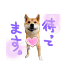 チワピン（小太郎）と柴犬（マル君）（個別スタンプ：4）