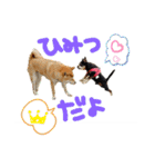 チワピン（小太郎）と柴犬（マル君）（個別スタンプ：5）