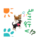チワピン（小太郎）と柴犬（マル君）（個別スタンプ：8）