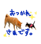チワピン（小太郎）と柴犬（マル君）（個別スタンプ：9）