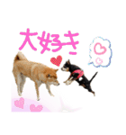 チワピン（小太郎）と柴犬（マル君）（個別スタンプ：10）