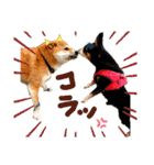 チワピン（小太郎）と柴犬（マル君）（個別スタンプ：11）