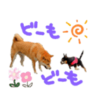 チワピン（小太郎）と柴犬（マル君）（個別スタンプ：12）