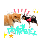 チワピン（小太郎）と柴犬（マル君）（個別スタンプ：13）