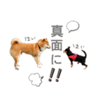 チワピン（小太郎）と柴犬（マル君）（個別スタンプ：14）