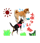 チワピン（小太郎）と柴犬（マル君）（個別スタンプ：15）