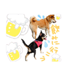 チワピン（小太郎）と柴犬（マル君）（個別スタンプ：16）