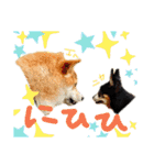 チワピン（小太郎）と柴犬（マル君）（個別スタンプ：17）