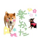 チワピン（小太郎）と柴犬（マル君）（個別スタンプ：20）
