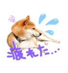 チワピン（小太郎）と柴犬（マル君）（個別スタンプ：21）