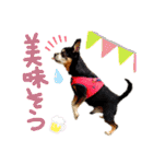 チワピン（小太郎）と柴犬（マル君）（個別スタンプ：22）