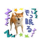チワピン（小太郎）と柴犬（マル君）（個別スタンプ：23）