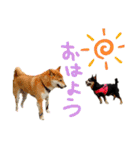 チワピン（小太郎）と柴犬（マル君）（個別スタンプ：25）