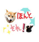 チワピン（小太郎）と柴犬（マル君）（個別スタンプ：26）