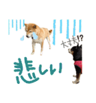 チワピン（小太郎）と柴犬（マル君）（個別スタンプ：28）