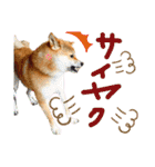 チワピン（小太郎）と柴犬（マル君）（個別スタンプ：29）