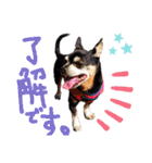 チワピン（小太郎）と柴犬（マル君）（個別スタンプ：30）