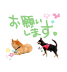 チワピン（小太郎）と柴犬（マル君）（個別スタンプ：31）