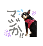 チワピン（小太郎）と柴犬（マル君）（個別スタンプ：32）