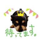 チワピン（小太郎）と柴犬（マル君）（個別スタンプ：35）