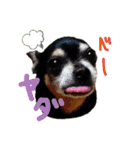 チワピン（小太郎）と柴犬（マル君）（個別スタンプ：36）