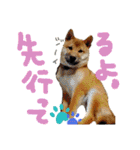 チワピン（小太郎）と柴犬（マル君）（個別スタンプ：37）