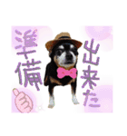 チワピン（小太郎）と柴犬（マル君）（個別スタンプ：38）