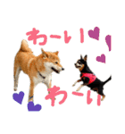 チワピン（小太郎）と柴犬（マル君）（個別スタンプ：40）