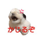 シーズーのがっちゃん【ちょっと辛辣】（個別スタンプ：2）