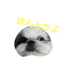 シーズーのがっちゃん【ちょっと辛辣】（個別スタンプ：4）