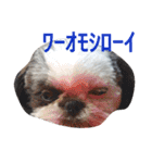 シーズーのがっちゃん【ちょっと辛辣】（個別スタンプ：9）