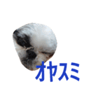 シーズーのがっちゃん【ちょっと辛辣】（個別スタンプ：10）