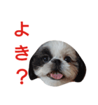 シーズーのがっちゃん【ちょっと辛辣】（個別スタンプ：12）