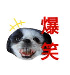 シーズーのがっちゃん【ちょっと辛辣】（個別スタンプ：13）