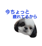 シーズーのがっちゃん【ちょっと辛辣】（個別スタンプ：14）