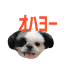シーズーのがっちゃん【ちょっと辛辣】（個別スタンプ：15）