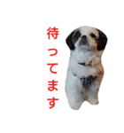 シーズーのがっちゃん【ちょっと辛辣】（個別スタンプ：16）