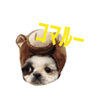 シーズーのがっちゃん【ちょっと辛辣】（個別スタンプ：17）