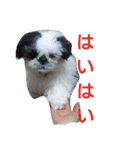 シーズーのがっちゃん【ちょっと辛辣】（個別スタンプ：22）