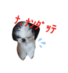 シーズーのがっちゃん【ちょっと辛辣】（個別スタンプ：27）