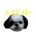 シーズーのがっちゃん【ちょっと辛辣】（個別スタンプ：29）