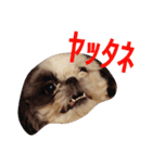 シーズーのがっちゃん【ちょっと辛辣】（個別スタンプ：30）