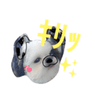 シーズーのがっちゃん【ちょっと辛辣】（個別スタンプ：31）