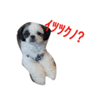 シーズーのがっちゃん【ちょっと辛辣】（個別スタンプ：33）