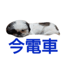 シーズーのがっちゃん【ちょっと辛辣】（個別スタンプ：34）