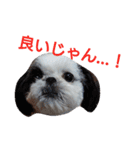 シーズーのがっちゃん【ちょっと辛辣】（個別スタンプ：35）