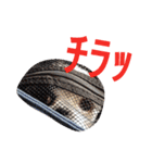 シーズーのがっちゃん【ちょっと辛辣】（個別スタンプ：36）