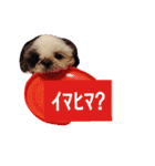 シーズーのがっちゃん【ちょっと辛辣】（個別スタンプ：37）