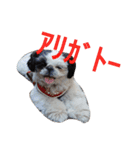 シーズーのがっちゃん【ちょっと辛辣】（個別スタンプ：38）